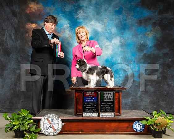 Cavalier King Charles Spaniel #8 Sat BOS BBX Judge Charles Olvis_SSR_2227-Midland19-HR3