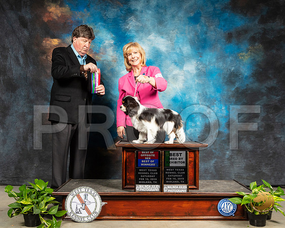 Cavalier King Charles Spaniel #8 Sat BOS BBX Judge Charles Olvis_SSR_2228-Midland19-HR3