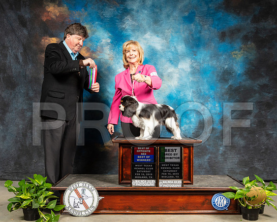 Cavalier King Charles Spaniel #8 Sat BOS BBX Judge Charles Olvis_SSR_2230-Midland19-HR3