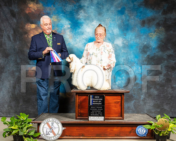 Cocker Spaniel Parti #8 Sat NCh BOW Judge Dr Steve Keating_SSR_2246-Midland19-HR3