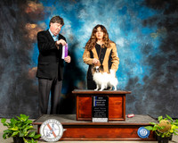 Papillon #6 Sat NCh Judge Charles Olvis