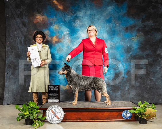 Australian Cattle Dog #5 Sat G4 Judge Linda Clark_SSR_2317-Midland19-HR3
