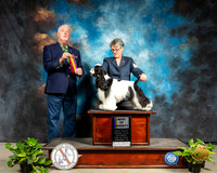 Cocker Spaniel Parti #9 Sat BOW Judge Dr Steve Keating