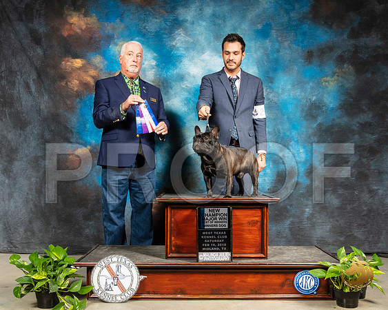 French Bulldog #23 Sat BOW Maj Judge Dr Steve Keating_SSR_2288-Midland19-HR3