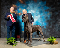 Great Dane #7 Sat G2 Judge Dr Steve Keating