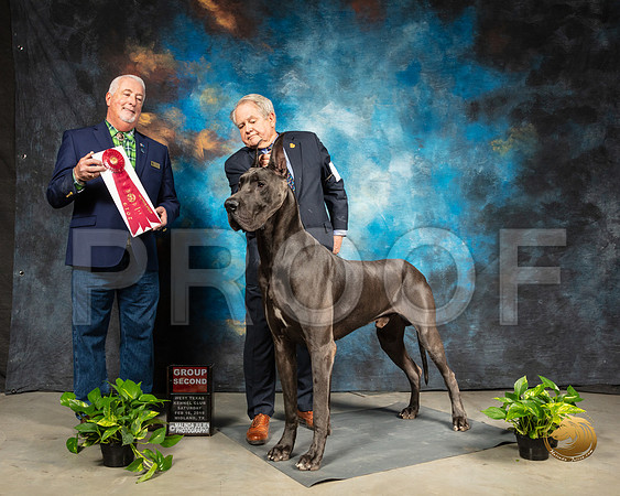 Great Dane #7 Sat G2 Judge Dr Steve Keating_SSR_2300-Midland19-HR3