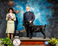 Labrador Retriever #31 Sat WD Judge Linda Clark