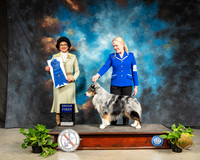 Miniature Australian Shepherd #5 Sat G1 Judge Linda Clark