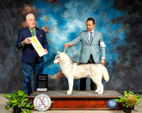 Siberian Husky #17 Sat Judge Dr Steve Keating