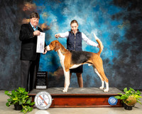 American Foxhound #5 Sat G4 Judge Charles Olvis