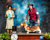 Basset Hound #5 Sat OHG3 Judge Linda Clark