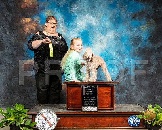 Bedlington terrier #5 Sat 4to6 Puppy G2_SSR_2354-Midland19-HR3