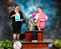Border Terrier #5 Sat OHBIS Judge Sioux Forsyth Green