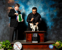 Chihuahua Long Coat #11 Sat Judge Charles Olvis