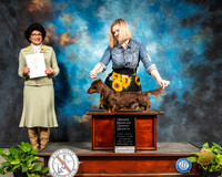 Dachshund Long #23 G4 Sat Judge Linda Clark