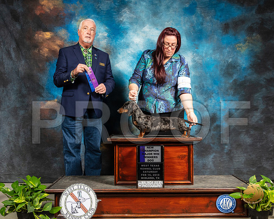 Dachshund Smooth #20 Sat WB Maj Judge Dr Steve Keating_SSR_2420e-Midland19-HR3