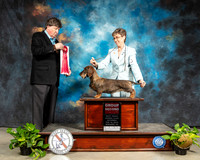 Dachshund Wire #6 Sat G2 Judge Charles Olvis