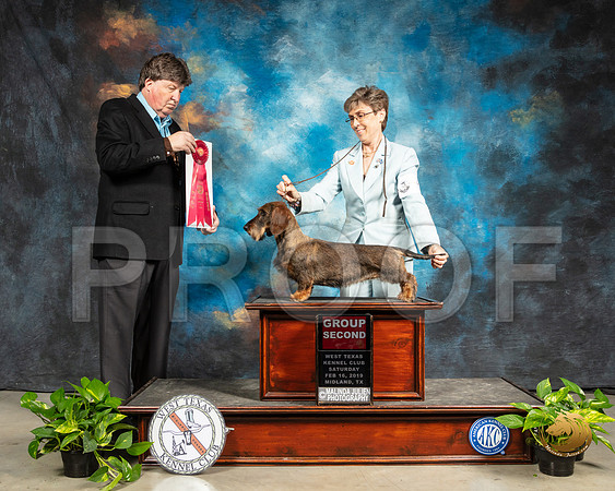 Dachshund Wire #6 Sat G2 Judge Charles Olvis_SSR_2336-Midland19-HR3