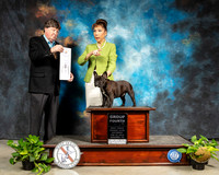 French Bulldog #28 Sat G4 Judge Charles Olvis