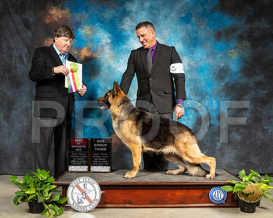 German Shepherd Dog #10 Sat BOS Judge Charles Olvis_SSR_2344-Midland19-HR3