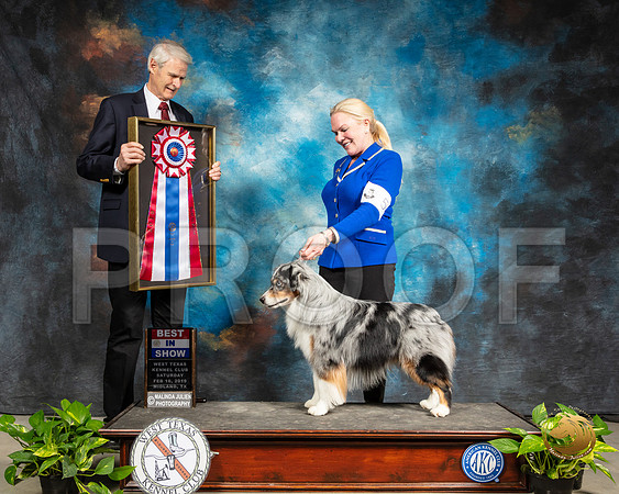 Miniature American Shepherd #5 Sat BIS Jeannie McAdams Judge Jon R Cole_SSR_2428-Midland19-HR3