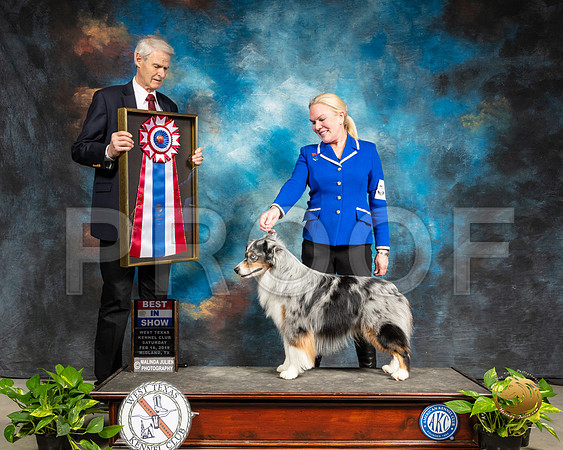 Miniature American Shepherd #5 Sat BIS Jeannie McAdams Judge Jon R Cole_SSR_2431-Midland19-HR3