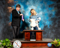 Poodle Toy #17 Sat BOW Maj Judge Charles Olvis