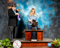 Poodle Toy #28 Sat NCh Maj WB Judge Charles Clovis