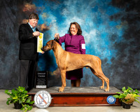 Rhodesian Ridgeback #15 Sat G3 Judge Charles Olvis