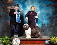 Tibetan Terrier #5 Sat G1 Judge Charles Olvis