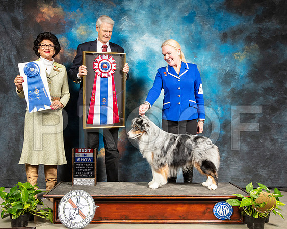 Miniature American Shepherd #5 Sat BIS Judge Jon R Cole G1 Judge Linda Clark_SSR_2443-Midland19-HR3