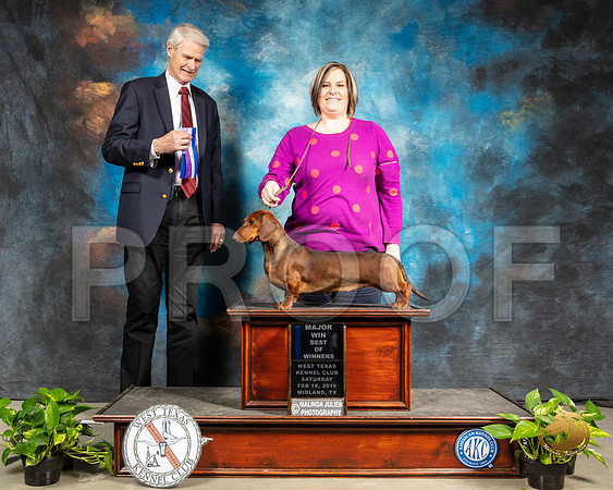 Dachshund Smooth #10 Sat BOS Judge Jon R Cole_SSR_2441-Midland19-HR3