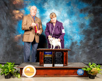 Chihuahua Long #5 Sun BOB OHBOB Judge Dr Steve Keating