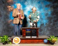 Chihuahua Smooth #5 Sun BOB OHBOB Judge Dr Steve Keating