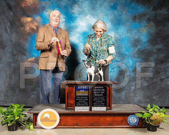 Chihuahua Smooth #5 Sun BOB OHBOB Judge Dr Steve Keating_SSR_2460-Midland19-HR3
