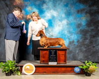 Dachshund Long #8 Sun BOW Maj Judge Charles Olvis