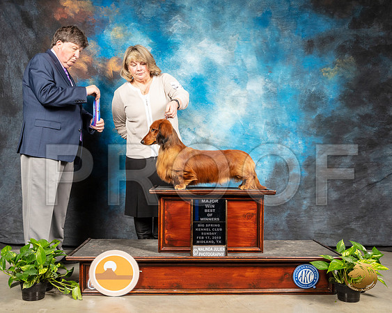 Dachshund Long #8 Sun BOW Maj Judge Charles Olvis_SSR_2468-Midland19-HR3
