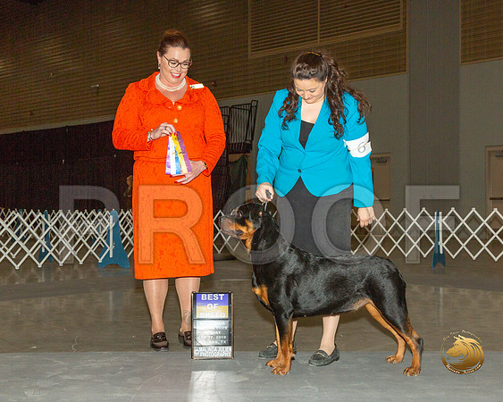 Rottweiler #6 Sun BOB Judge Sioux Forsyth Green__ST_1328-Midland19-HR3