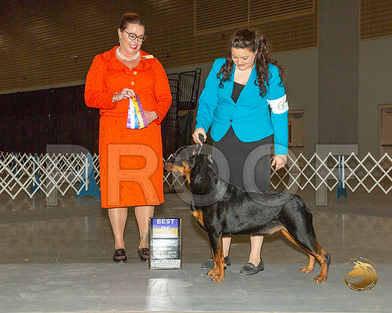 Rottweiler #6 Sun BOB Judge Sioux Forsyth Green__ST_1331-Midland19-HR3