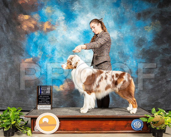 Australian Shepherd #21 Sun WD Judge Elizabeth Muthard_SSR_2508-Midland19-HR3