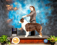 Australian Shepherd #25 Fri WD Judge Jon R Cole