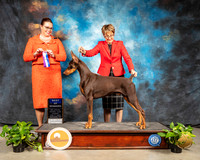 Doberman Pinscher #11 Sun BOW Judge Sioux Forsyth Green