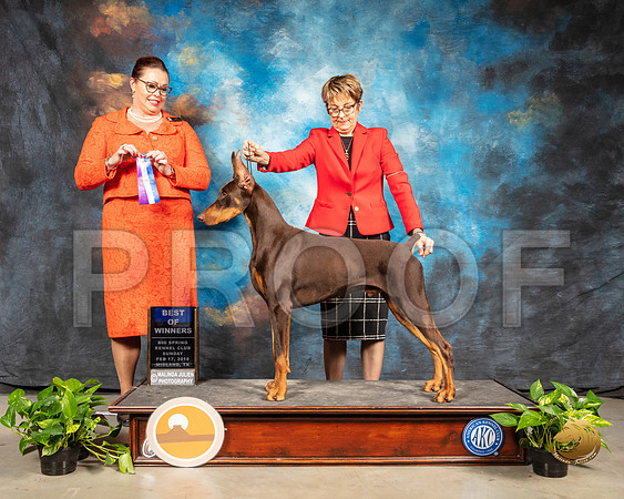 Doberman Pinscher #11 Sun BOW Judge Sioux Forsyth Green_SSR_2529-Midland19-HR3