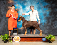 Doberman Pinscher #15 Sun BOB Judge Sioux Forsyth Green
