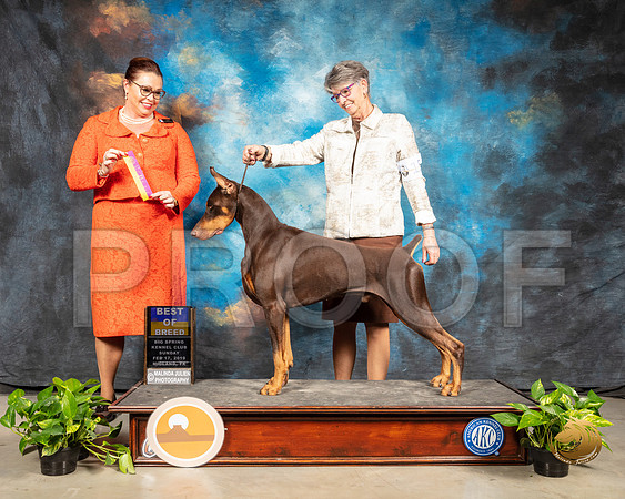Doberman Pinscher #15 Sun BOB Judge Sioux Forsyth Green_SSR_2533-Midland19-HR3