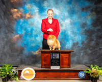 Pomeranian #11 Sat WD BOW Judge Dr Steve Keating