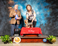 Yorkshire Terrier #5 Sun BOS Maj Judge Dr Steve Keating