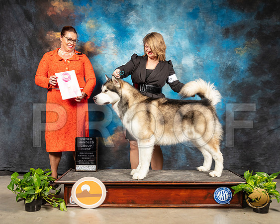 Alaskan Malamute #9 Sun OHG1 Judge Sioux Forsyth Green_SSR_2649-Midland19-HR3