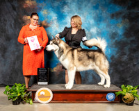 Alaskan Malamute #9 Sun OHG1 Judge Sioux Forsyth Green