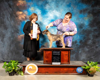 Border Terrier #5 Sun G4 Judge Elizabeth Muthard